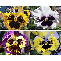 HẠT GIỐNG HOA PANSY Nhiều màu - 100 hạt