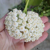 CÂY HOA CẨM CÙ trưởng thành đã cho hoa nhiều lần