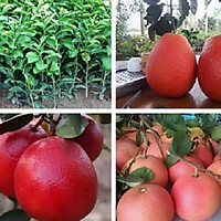 cây BƯỞI ĐỎ - BƯỞI TIẾN VUA (BƯỞI LUẬN VĂN TIẾN VUA) ghép, cây to khỏe, cam kết giống chuẩn