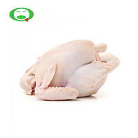 Con Gà Dai Hàn Quốc Nguyên Con