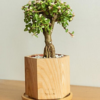 Chậu cây khuy áo bonsai | THE FISH SIZE L ( trang trí trong nhà,để bàn làm việc,...)