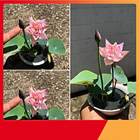 Bộ 2 Gói Hạt Giống Sen Nhật Mini - Nảy Mầm Cực Chuẩn ( Đã Cắt Sẵn Đâu Hạt )