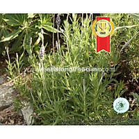 10h Hạt Giống Hoa Oải Hương Sai Bông Lavender French TG74 (C1.204 | B6*V13)