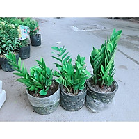 Bụi Kim Tiền( Kim Phát Tài)