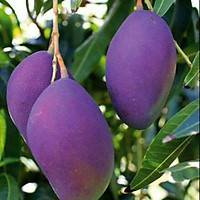 Cây XOÀI TÍM MIỀN NAM ghép, cây giống to khỏe