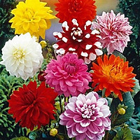 Hạt giống hoa thược dược nhiều màu, Thược dược bông tô màu rực rỡ (gói 50 hạt) - Hạt giống hoa Conve Store