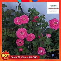 Hoa hồng ngoại Lady Candle Rose Hoa có màu trắng sọc phớt đỏ hồng-Hoa nở quanh năm.