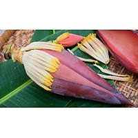 hoa chuối nguyên cái