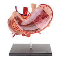 2:3 4D-Vision Human Stomach Anatomical Model Anatomy Medical Teaching Lab