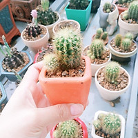 Chậu xương rồng bí ngô-Xương rồng tròn-Xương rồng bí xanh