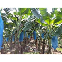 Sản phẩm Cây giống CHUỐI GIÀ NAM MỸ ngọt thơm - hàng cây giống CHUẨN F1 + Tặng (0,3kg) phân hữu cơ cao cấp