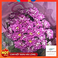 Hoa cúc cắt cành Rossi Đà Lạt , có hình dáng nhỏ nhắn, mùi thơm dịu dàng