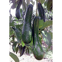 cây giống bơ 034