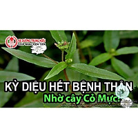 0.5GR 700.HẠT Hạt Giống Cỏ Mực Nhọ Nồi Trị Nhiều Bệnh (| A4*W43)