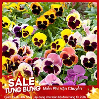 Hạt Giống Hoa Pansy Mix - 50 Hạt
