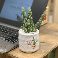 Xương Rồng Mới - 7x7x15 Cm - Cây Mini Để Bàn & Chậu Gốm Sứ Bát Tràng Trồng Cây Sen Đá, Xương Rồng, Tiểu cảnh Terrarium - Dáng Trụ - Mầu Trắng