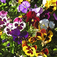 Hạt giống hoa pansy( violet) Mix
