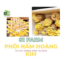 PHÔI NẤM HOÀNG KIM (5 BÌ)
