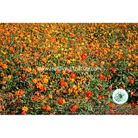 100h Hạt Giống Hoa Cúc Sao Nháy Kép Mix 60cm (C1.101| B13)