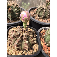 Chậu xương rồng ra hoa (gymno, hybrid) - chậu 1 nhỏ 1 năm.