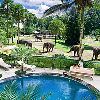 Vé Elephant Safari Park Bali, Indonesia