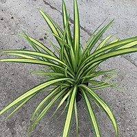 Cây trầu bà Nam Mỹ lá xẻ, trầu bà monstera cao 45cm, nhiều nhánh lá xanh bóng quanh năm, trang trí sân vườn và nội thất