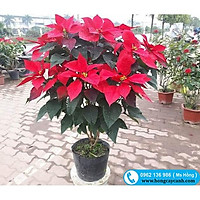 Hoa Trạng Nguyên - Hàng tàu ( Hoa tết) Giảm Giá Sốc