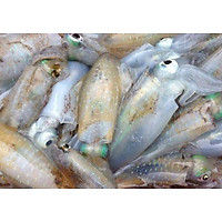 Dè mực lá đại dương - 1kg
