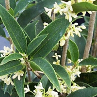 Cây mộc hương ta cao 50cm + Tặng 01 cây dâu da đất( bòn bon)