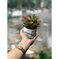 Chậu cây cẩm nhung đỏ (cả chậu sứ tuỳ chọn)