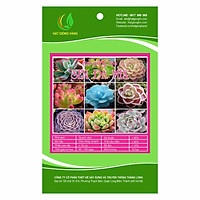 Combo 2 gói Hạt giống hoa Sen đá Mix Golden Seeds 10 Hạt