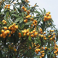 CÂY GIỐNG QUẢ BIWA SIÊU NGỌT, SIÊU QUẢ, SIÊU NĂNG SUẤT,SIÊU KINH TẾ- CAM KÊT GIỐNG CHUẨN F1 - CGBWSQSNSSK