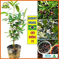Cây cherry Brazil nhiệt đới - cây con chuẩn giống thân cao từ 50-60cm khỏe mạnh dễ sinh trưởng ở nhiều vùng miền khí hậu Việt Nam | QD33