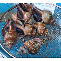 Ốc Đỏ - 1KG