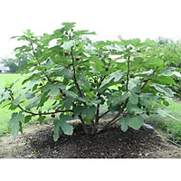 Cây sung mĩ + Tặng 01 cây dâu da đất( bòn bon)