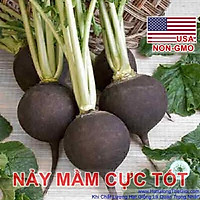 20h Hạt Giống Củ Cải Đen Black Spanish Cay Cay (A1.305| C30*W64)