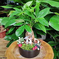 Cây Kim Ngân phối tiểu cảnh, cây Kim Ngân để bàn, cây Kim Ngân phong thủy đẹp, mang lại tài lộc cho gia chủ