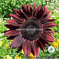 20h Hạt Giống Hoa Hướng Dương Chocolate Tía (C1.303| B3*V25)