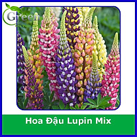 Hạt Giống Hoa Đậu Lupin Nhiều Màu (20H)