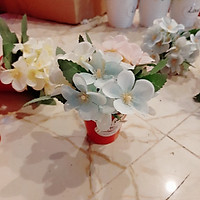 Chậu hoa tú cầu nhí dễ thương ( nhiều màu)