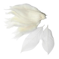 100 Pieces Natural Magnolia Skeleton Leaf Leaves Scrapbooking