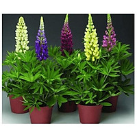 COMBO 5 GÓI HẠT GIỐNG HOA ĐẬU LUPIN MIXX MÀU