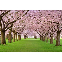 Tranh dán tường 3D con đường hoa anh đào - vải lụa phủ kim sa (Kích thước theo yêu cầu)