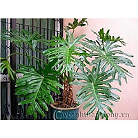 CHẬU CÂY TRẦU BÀ CÁNH PHƯỢNG,LOÀI CÂY SANG TRỌNG, QUÝ PHÁI, VƯỢNG TÀI LỘC CHO GIA CHỦ - cctbcpcvpt