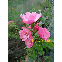 Cây hoa hồng ngoại Angela + Tặng (0,3kg) phân hữu cơ cao cấp