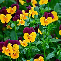 Gói 110 hạt giống hoa pansy , tặng kích mầm