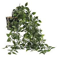 Cây Trang Trí Oliver Nhựa/Kim Loại Màu Xanh Lá Cây