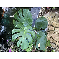 TRẦU BÀ LÁ XẺ NAM MỸ