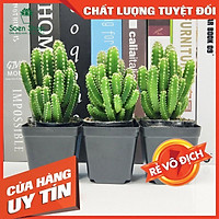 Xương rồng thanh sơn