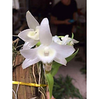 Phong lan trầm trắng hàng đài